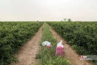  برداشت گل محمدی در قم 