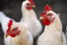 آمریکا بزرگترین تولیدکننده گوشت طیور و چین بزرگترین تولیدکننده تخم‌مرغ در جهان است