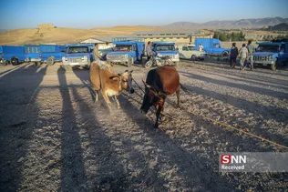 بازار دام