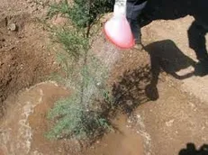 کاشت نهال در ۱۵۰ مدرسه بخش مرکزی شهر تهران انجام شد