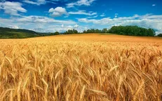 پیش‌بینی تولید یک میلیون تن گندم در کرمانشاه