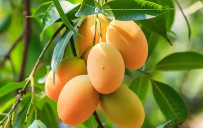 محققان از عصاره برگ درخت انبه سنتز ارزان نانوذرات چندکاره ساختند
