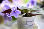 new