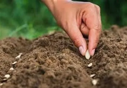 توزیع ۵۰۰ هزارتن بذر در استان&zwnj;های کشور