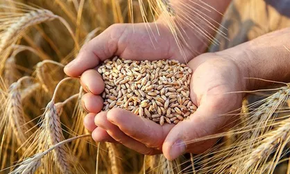 تمام مطالبات گندم&zwnj;کاران آذربایجان شرقی پرداخت شد