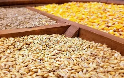 کاهش واردات نهاده های دامی