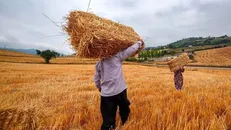 خرید بیش از ۳۹ هزار تن گندم از کشاورزان کرمانشاهی آغاز شد