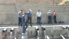 رئیس دانشکده کشاورزی از حوزه‌های دامپروری شهرستان کلات بازدید کرد