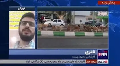 کارشناس محیط زیست: غذادادن به سگ&zwnj;های ولگرد در کشورهای اروپایی جریمه و مجازات دارد