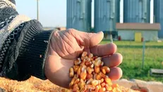 توزیع آسان محموله‌های ذرت و سویای کپک‌زده