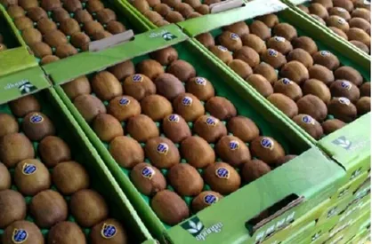 برگشت محموله کیوی از امارات تکذیب شد