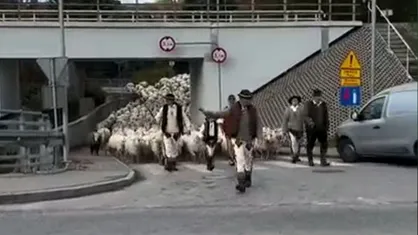 ترافیک گوسفندی در لهستان؛ عبور گله&zwnj;ای بزرگ از گوسفندان از جاده