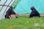 صدای پای بهار