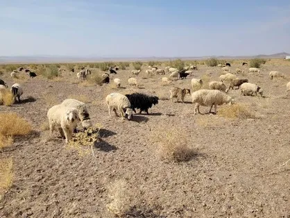 ۴۳۰ هزار هکتار از مراتع خراسان جنوبی به دامداران واگذار شد
