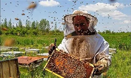 کارآفرینی با کمک زنبورها