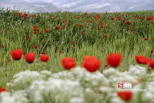 شقایق وحشی