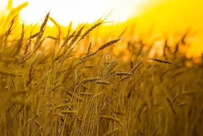 پیشنهاد نرخ ۵۲ هزار تومانی برای خرید گندم به دولت