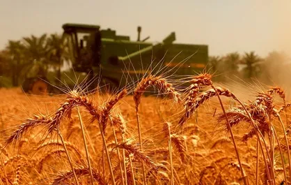 ۹۵ درصد از مطالبات گندمکاران پرداخت شد