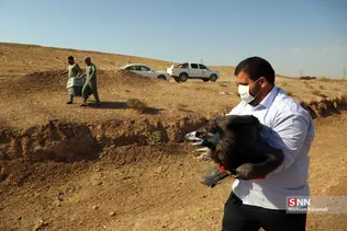 رهاسازی ۹ قطعه پرنده شکاری و آبزی در تالاب بهشت معصومه