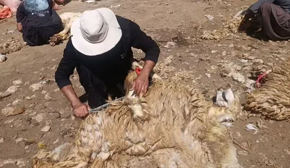 خرید و فرآوری پشم عشایر ایلام در مسیر تکمیل زنجیره ارزش