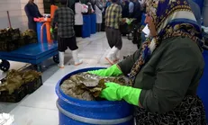 اولین کارخانه فرآوری برگ مو شرق کشور در بجنورد افتتاح شد