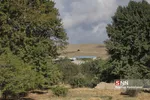 تخریب باغات