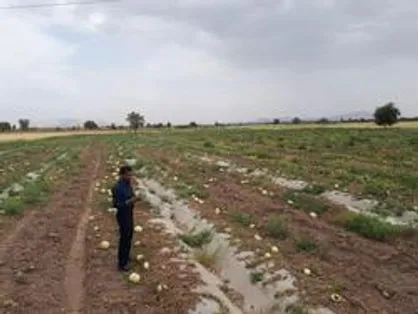 چوب حراج بر محصول کشاورزان جیرفتی/ وقتی دانشجویان صدای شهر شدند