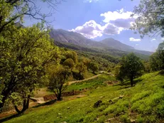 ایران خواستار همکاری جهانی برای نجات جنگل‌های زاگرس است