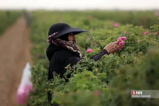  برداشت گل محمدی در قم 