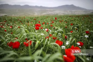 شقایق وحشی