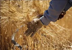 بیش از ۲۰۰ هزار تن گندم از کشاورزان استان قزوین خریداری شد