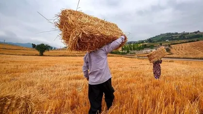 خرید بیش از ۳۹ هزار تن گندم از کشاورزان کرمانشاهی آغاز شد