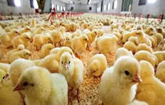 افزایش ۲۴ درصدی تولید جوجه یک روزه در کشور از ابتدای امسال