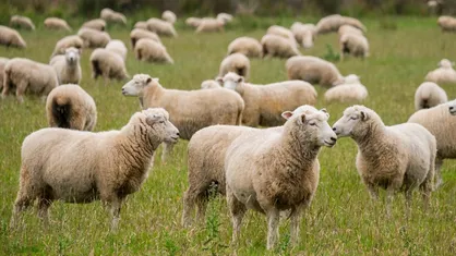بهبود باروری گله گوسفند با به کارگیری فناوری نانو