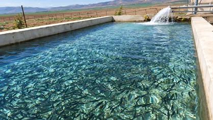 پایش بیماری&zwnj;های باکتریایی در ۳۳۲ مزرعه پرورش ماهی کردستان