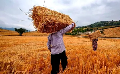 گندم&zwnj;کاران چشم انتظار پرداخت مطالباتشان هستند/ تاخیر در تصمیم&zwnj;گیری ضربه&zwnj;ای به خودکفایی