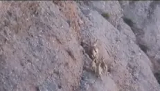 ببینید/ چهارقلو زایی بز وحشی در منطقه حفاظت شده سبزکوه
