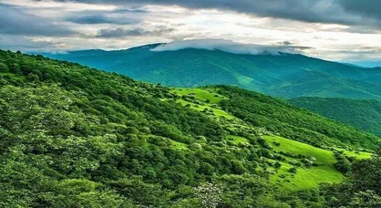زوال درختان بلوط، فاجعه&zwnj;ای خاموش در قلب زاگرس