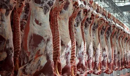 قیمت دام زنده سبک در آستانه عید قربان