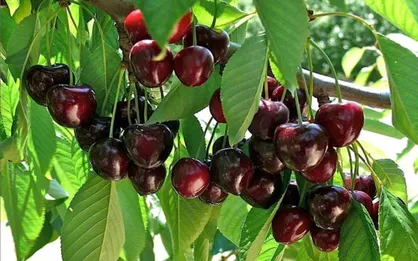 افزایش تولید میوه بدون نیاز به زمین بیشتر