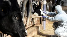 تب برفکی در لرستان مشاهده نشده است