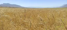 آغاز برداشت و خرید تضمینی گندم چهارمحال و بختیاری