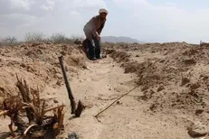 کارآفرینی طلبه بیل به دست!/ از کشت زعفران تا کارگاه گلاب‌گیری