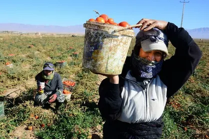 خرید توافقی گوجه فرنگی گلستان با نرخ ۶۱۰۰ تومان&nbsp;&nbsp;