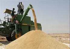 پرداخت ۸۰ درصد مطالبات گندمکاران خراسان رضوی