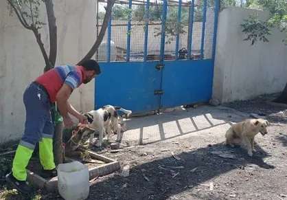 &zwnj;جولان سگ&zwnj;های بلا&zwnj;صاحب در پارک&zwnj;ها و بوستان&zwnj;های کرج