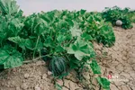 برداشت طالبی از مزارع قم