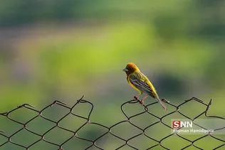 بهار