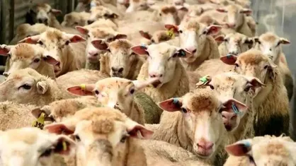 قیمت جدید دام&zwnj;زنده ۲۹ فروردین ۱۴۰۴ اعلام شد/ قیمت گوسفند و گوساله چقدر تغییر کرد؟ + جدول