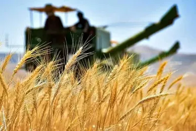 خرید ۵۳ هزار تن گندم در کردستان؛ تداوم رتبه دوم کشوری